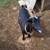 Nigerian Dwarf Doe 6 thumbnail