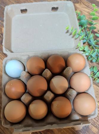 🥚 EGGS AVAILABLE! 🥚 1