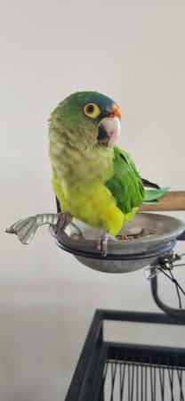 Lost Green Conure 1