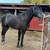 3yr old horse 1 thumbnail