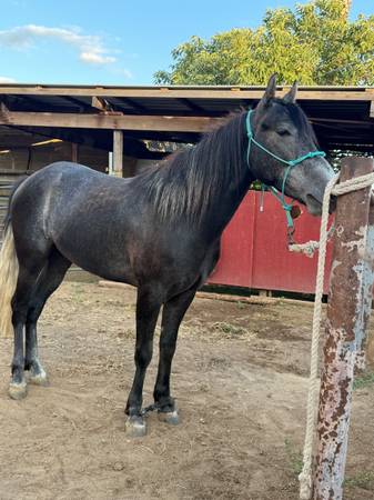 3yr old horse 1