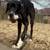 15 mo old Great Dane female 3 thumbnail