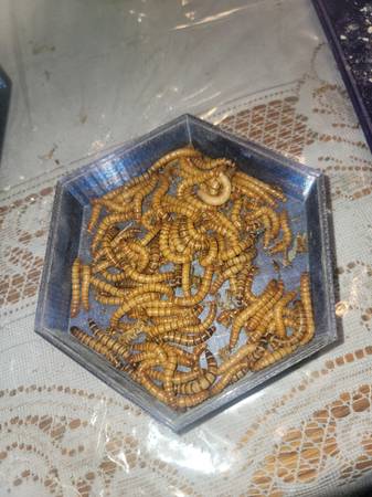 Meal Worms live 100 count 1