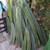 Peruvian Apple  & Monstrose Cactus,  Edible Cactus, Dragon Fruit 7 thumbnail