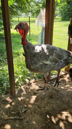 Tom Turkey 1
