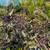 Vitex Tree 3 thumbnail