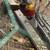 (Rare) golden pheasant MALE 1 thumbnail