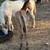 Colonial Spanish mustang foals 6 thumbnail