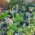1 gallon Succulent - Cotyledon orbiculta (Pig's Ear) - $4 4 thumbnail