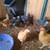 Pullets/hens 5 thumbnail