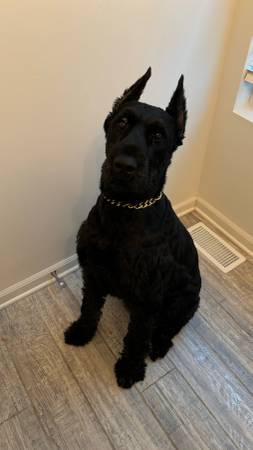 Two Giant schnauzer dogs for adoption606216205013493767