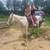 Gorgeous riding horses friendly and gentle!! 3 thumbnail