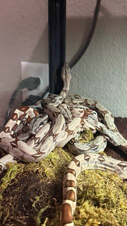 Hypo BCC Suriname Baby Boas 1