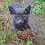 Cute Kittens 3 thumbnail