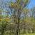 Large shade trees, $350 Planted 3 thumbnail
