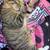 Rehoming cat 3 thumbnail