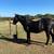 Black Mustang Gelding 6 thumbnail