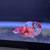 Male betta fish 5 thumbnail