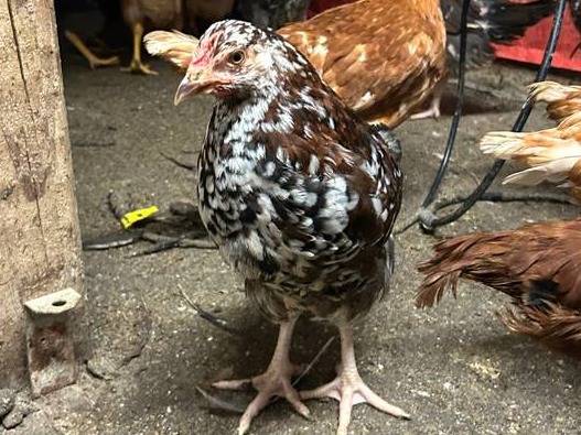 Pullets 1