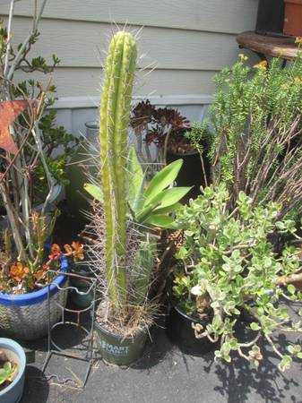TAll Cactus 1