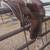 Colorado Saddlery ranch saddle 2 thumbnail