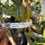 Thornless Key Lime Tree 3 thumbnail
