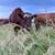 Grass Fed & Finished Beef 2 thumbnail