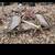Brush hog 1 thumbnail