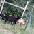 Purebred Katahdin Hair Sheep Looking For New Pastures 9 thumbnail