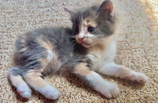 Manx Kittens, 7 weeks 1