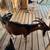 Nigerian dwarf goat Nannie’s for sale 6 thumbnail