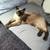 Lilac Fields Siamese cat 2 thumbnail