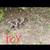 German pointer 4 thumbnail