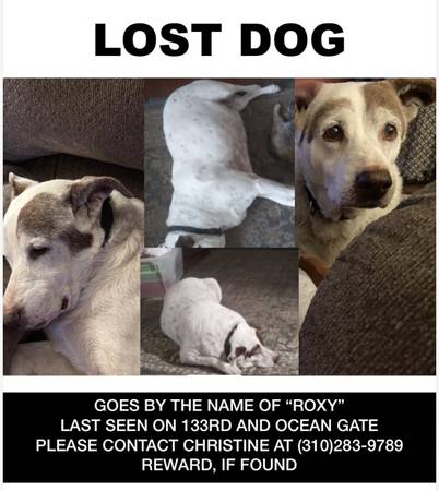 LOST DOG 1