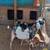 EXOTIC MINIATURE NUBIAN MOON SPOTTED  BREEDING BUCK 1 thumbnail