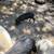 Weaned piglet 1 thumbnail