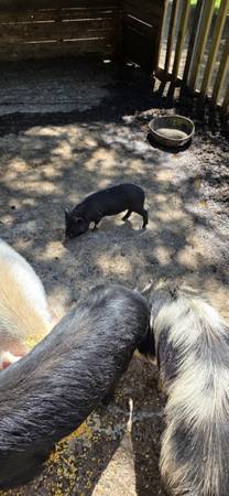 Weaned piglet 1