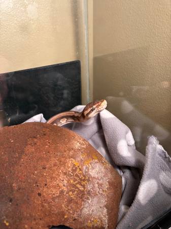 Ball python 1