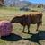 Registered Dexter Heifer 3 thumbnail