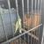 Parakeets 1 thumbnail