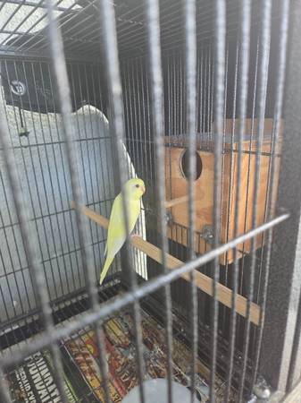 Parakeets 1
