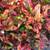 CROTONS -varieties color shape and sizes 18 thumbnail