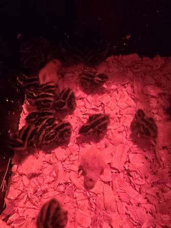Quail 1