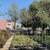 Olive Tree 1 thumbnail