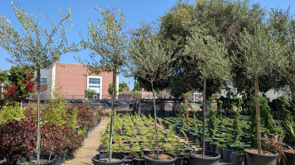Olive Tree 1