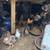 Chickens 12 thumbnail