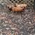 Kunekune pigglets 3 thumbnail