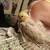 2 Young Hand Fed Cockatiels 7 thumbnail