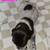 German Short-haired Pointer 18 thumbnail
