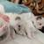 Ragdoll kitten 2 thumbnail